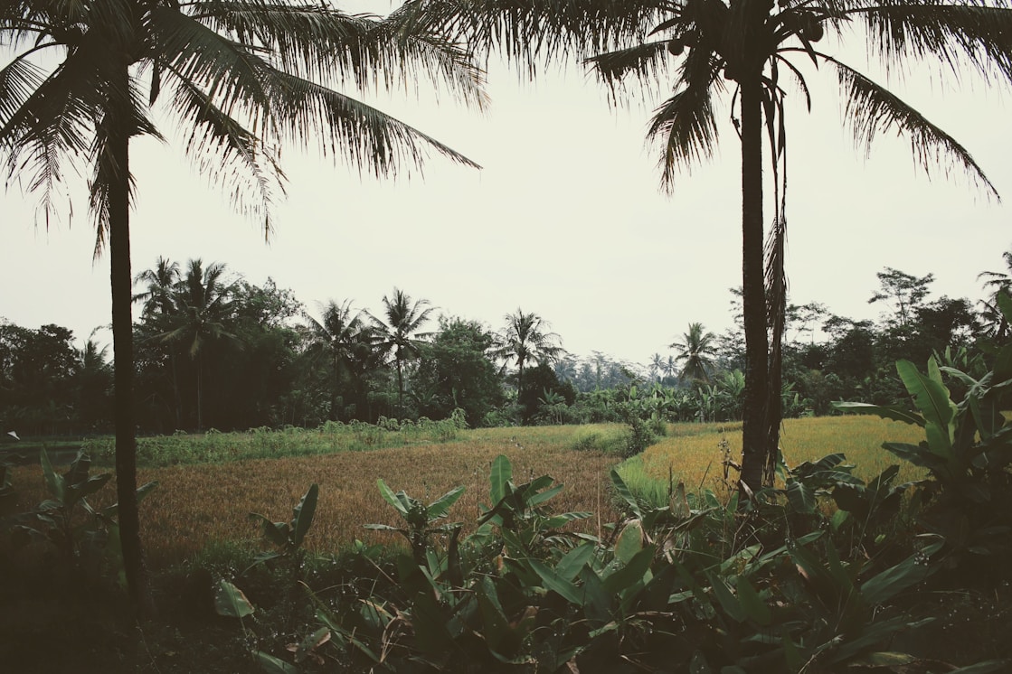 Image for Life on Land